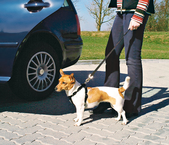 Bilsele för hund