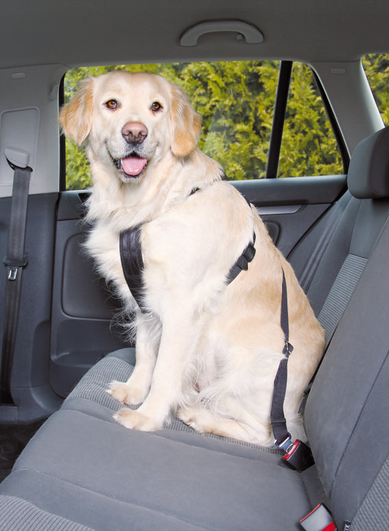 Bilsele för hund