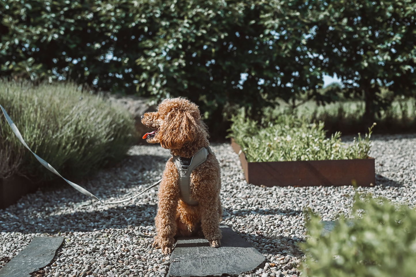 Comfort Walk Pro Sele - Dog Copenhagen