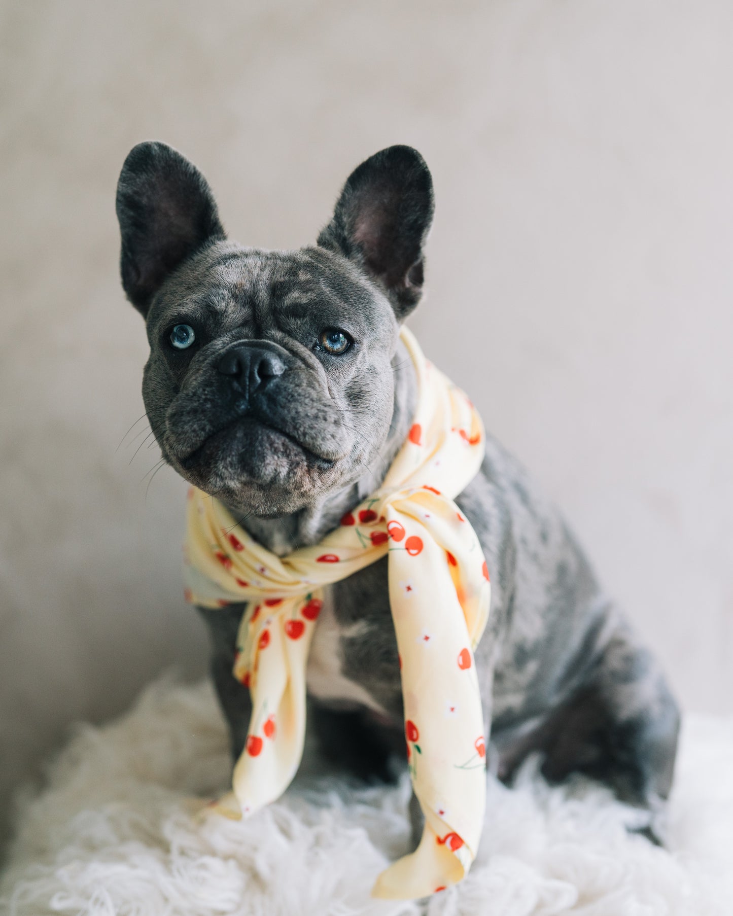 Hundscarf Österlen – Körsbärsmönster