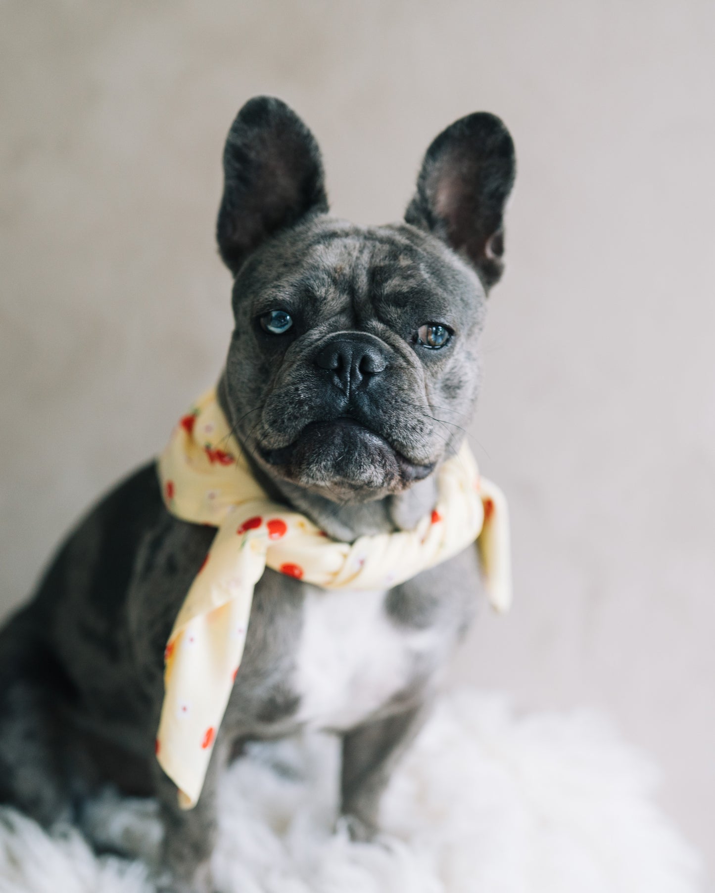 Hundscarf Österlen – Körsbärsmönster