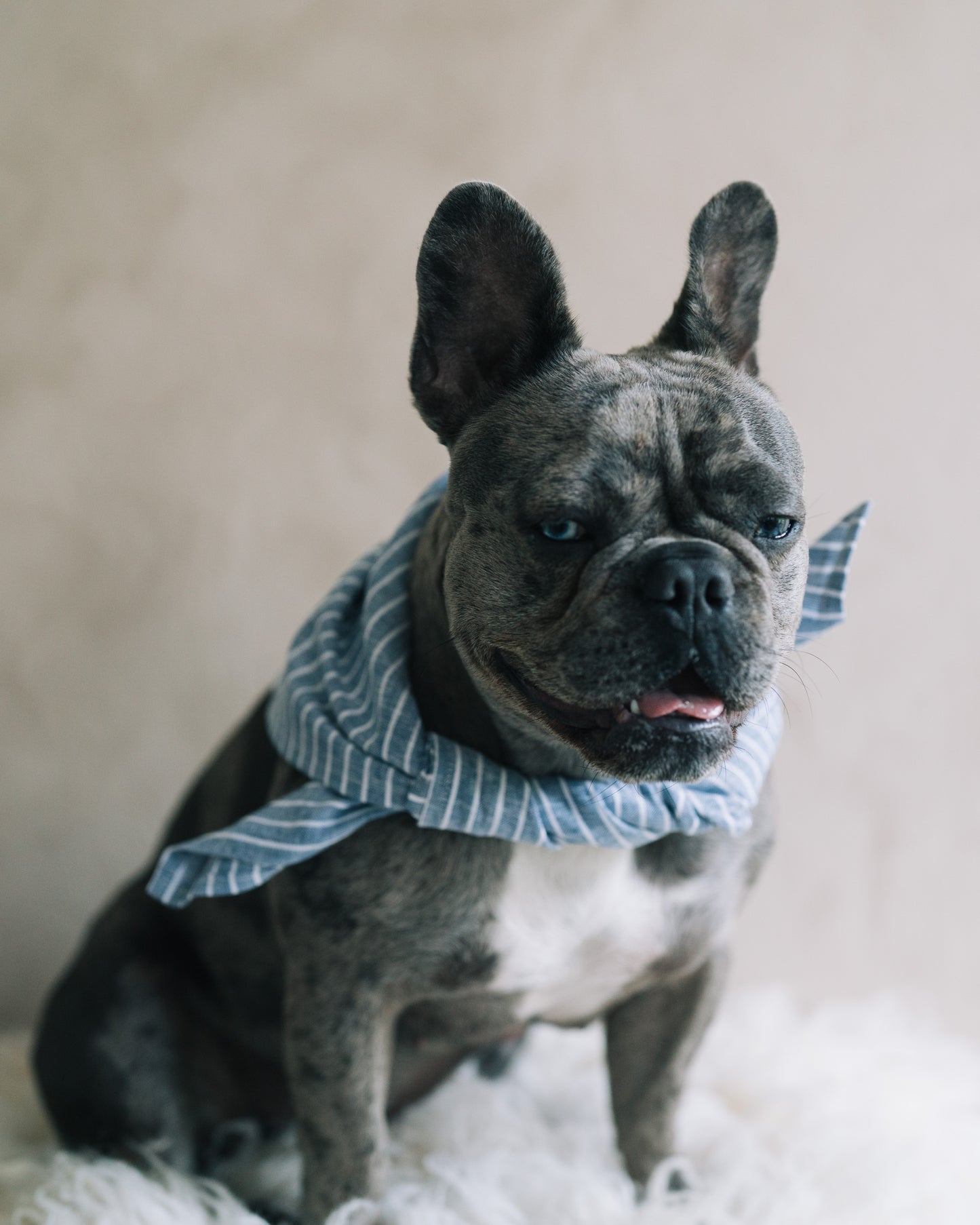 Hundscarf Österlen – Blå och Vitrandig Marin Stil