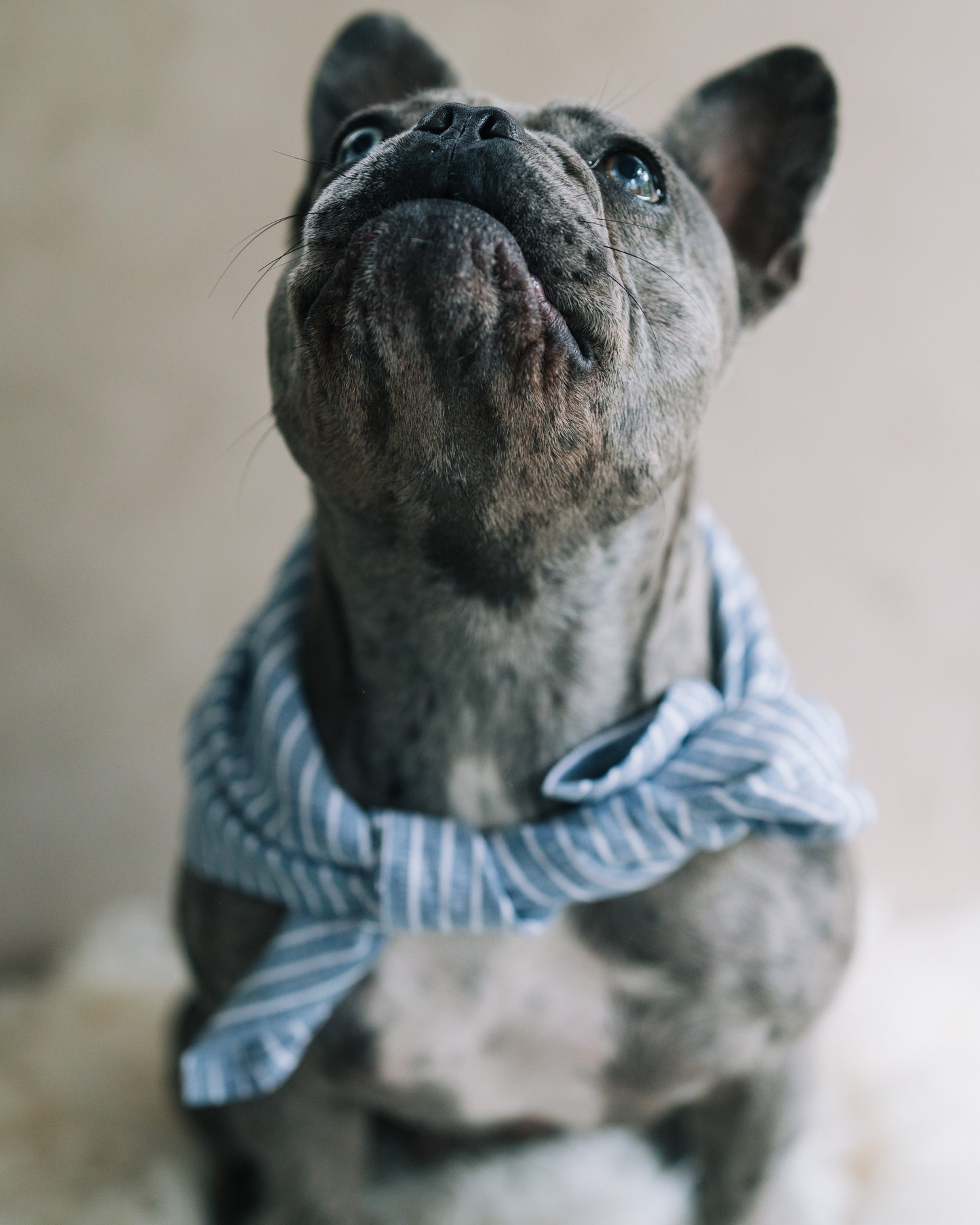 Hundscarf Österlen – Blå och Vitrandig Marin Stil