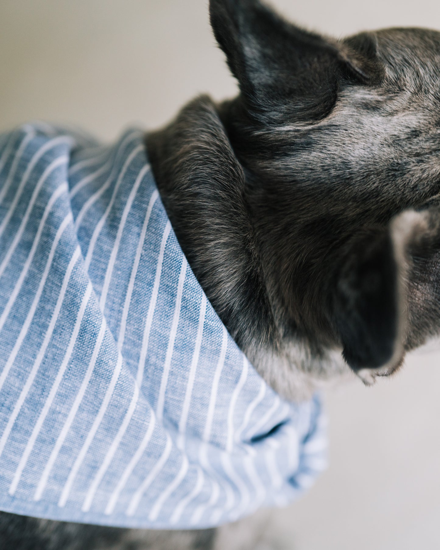 Hundscarf Österlen – Blå och Vitrandig Marin Stil