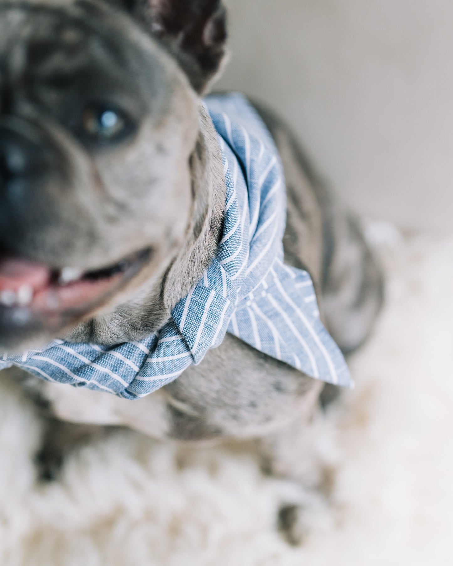 Hundscarf Österlen – Blå och Vitrandig Marin Stil
