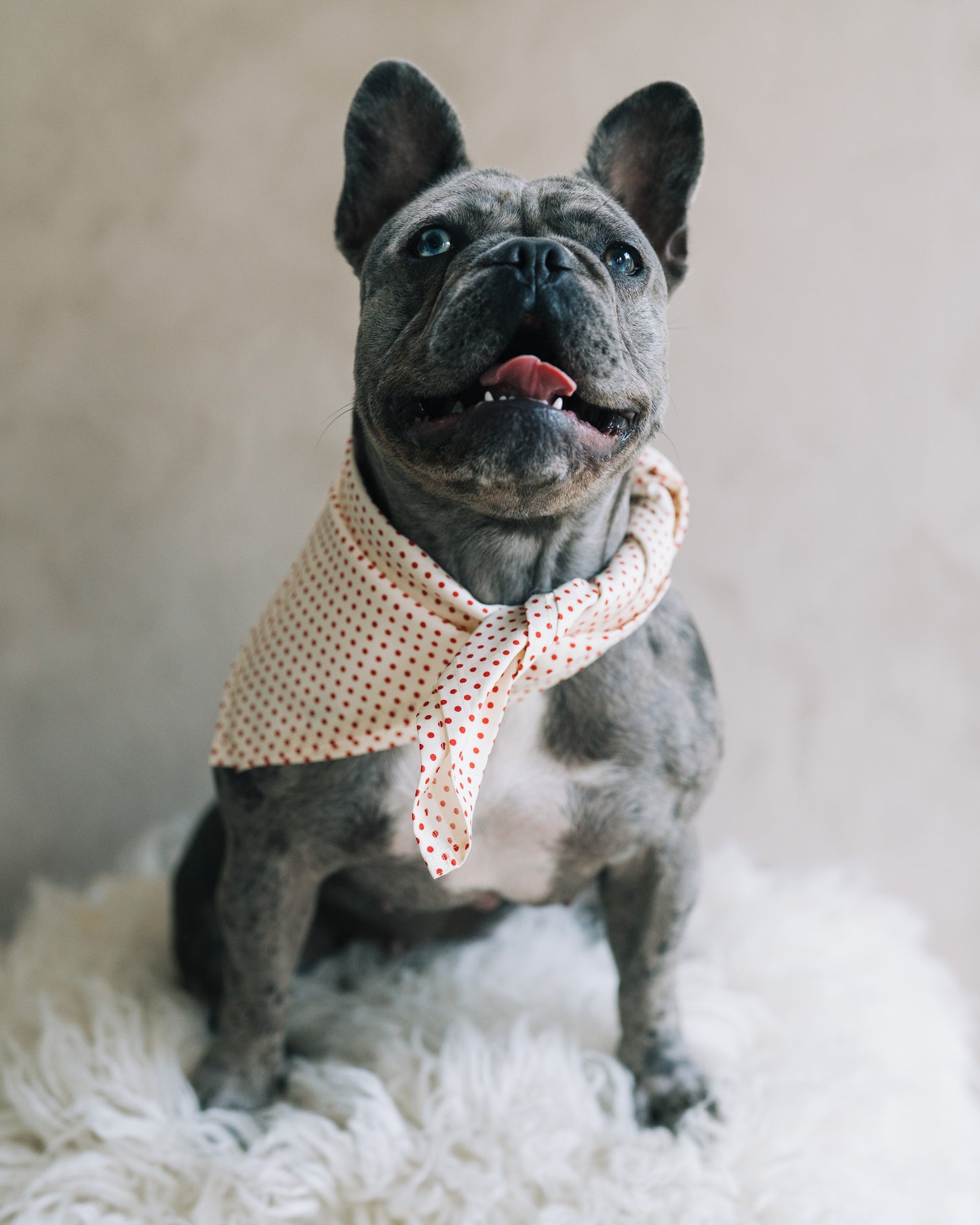 Hundscarf Österlen - Beige med Röda Prickar