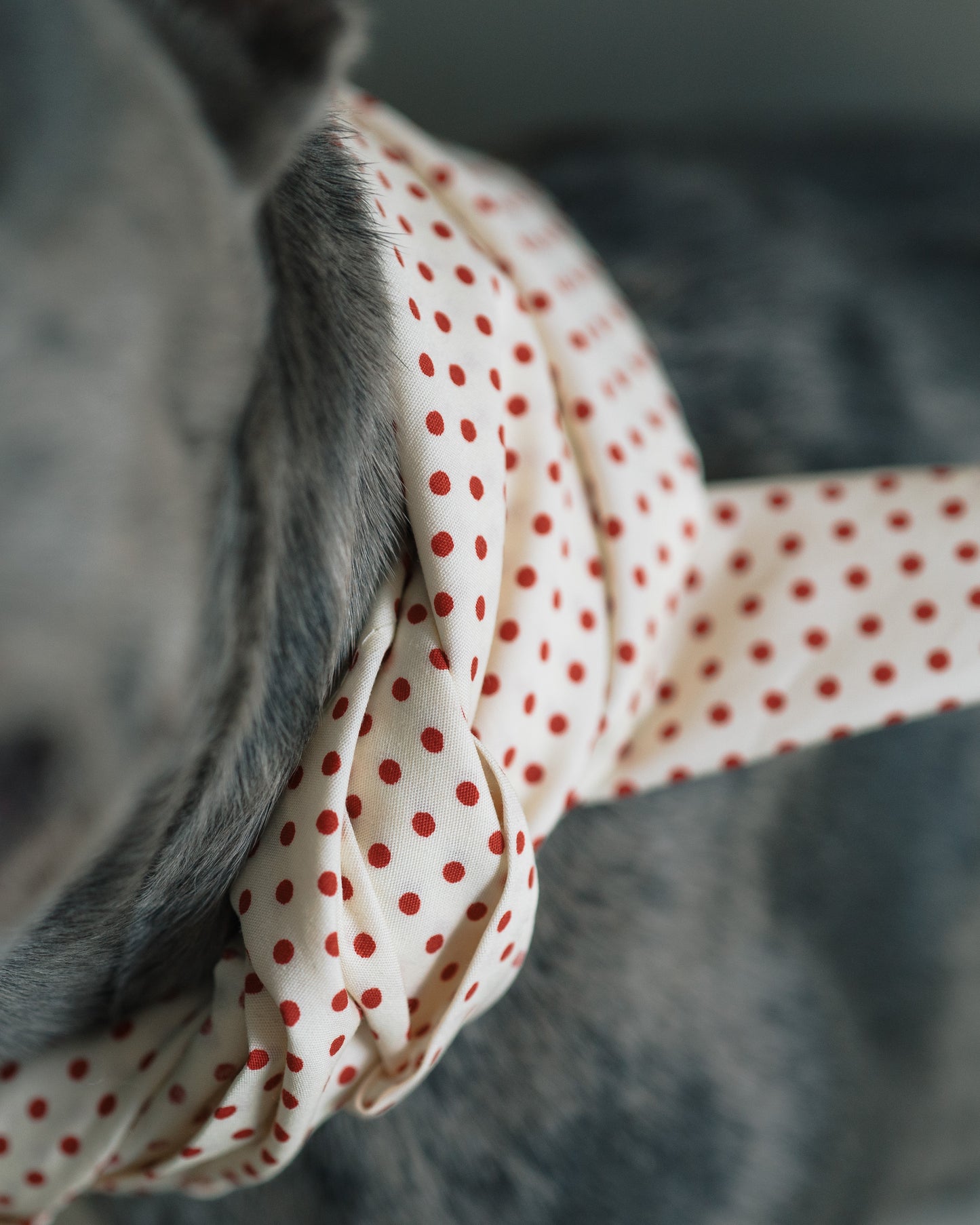 Hundscarf Österlen - Beige med Röda Prickar