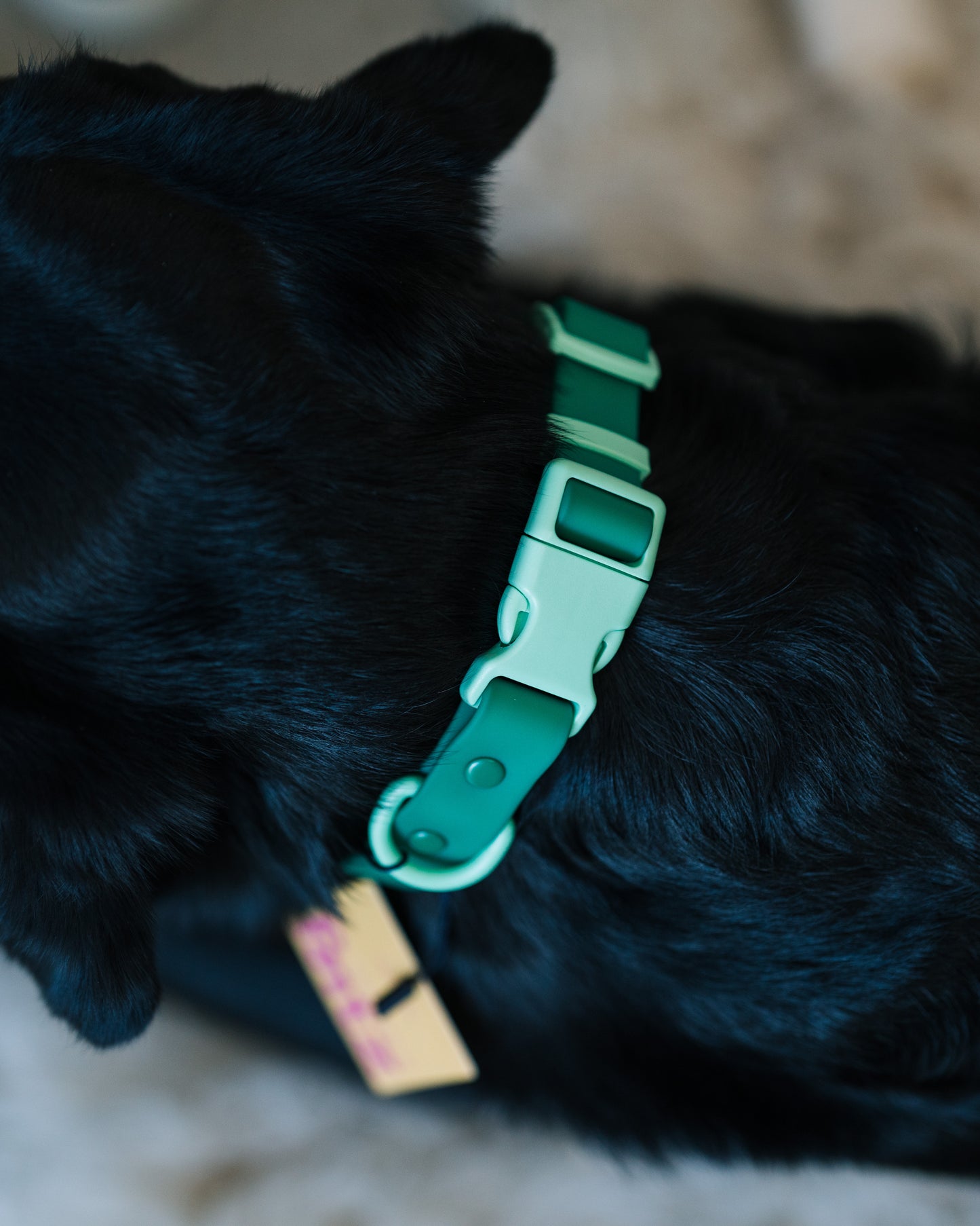 Fritz halsband M