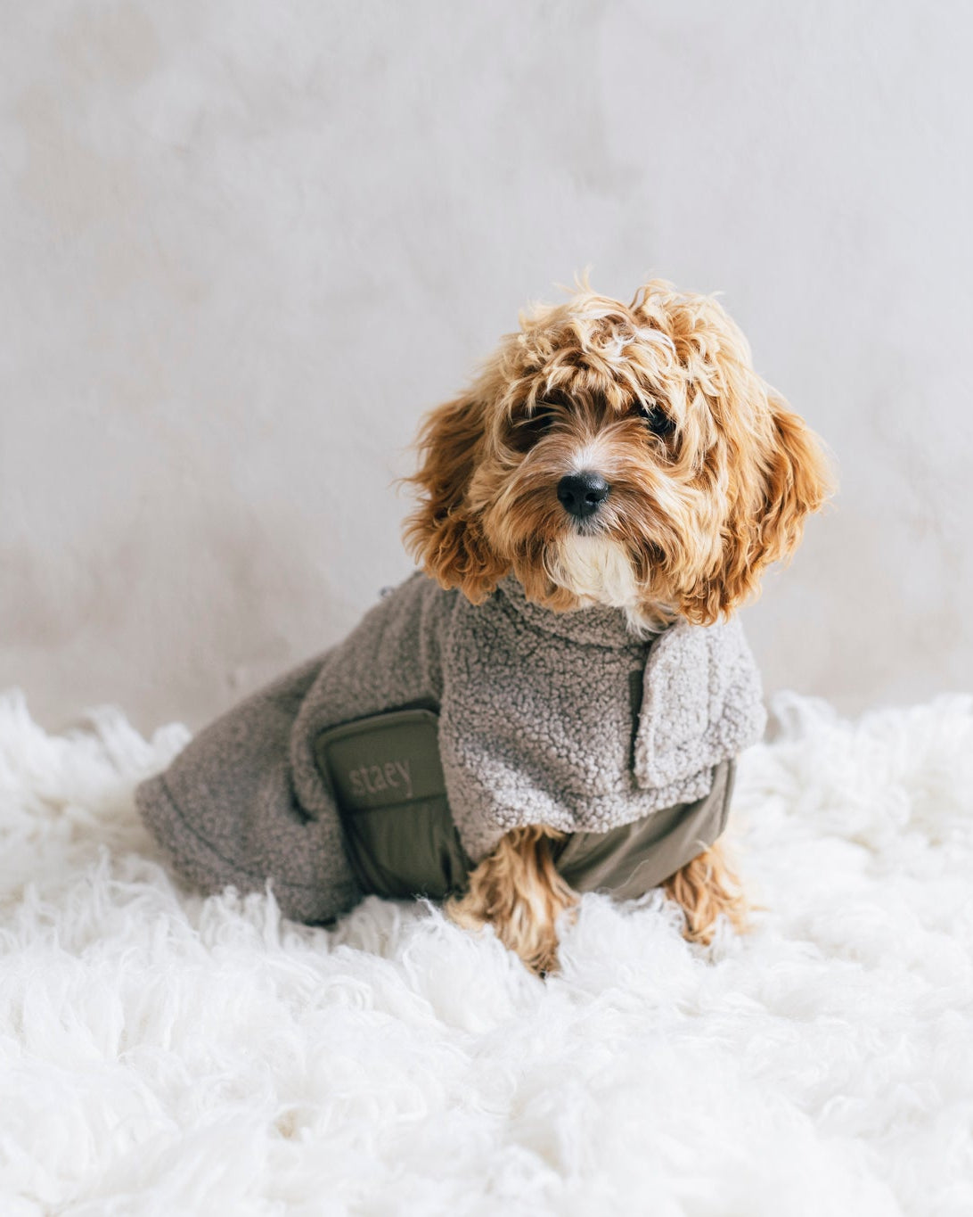 Teddy Hundjacka
