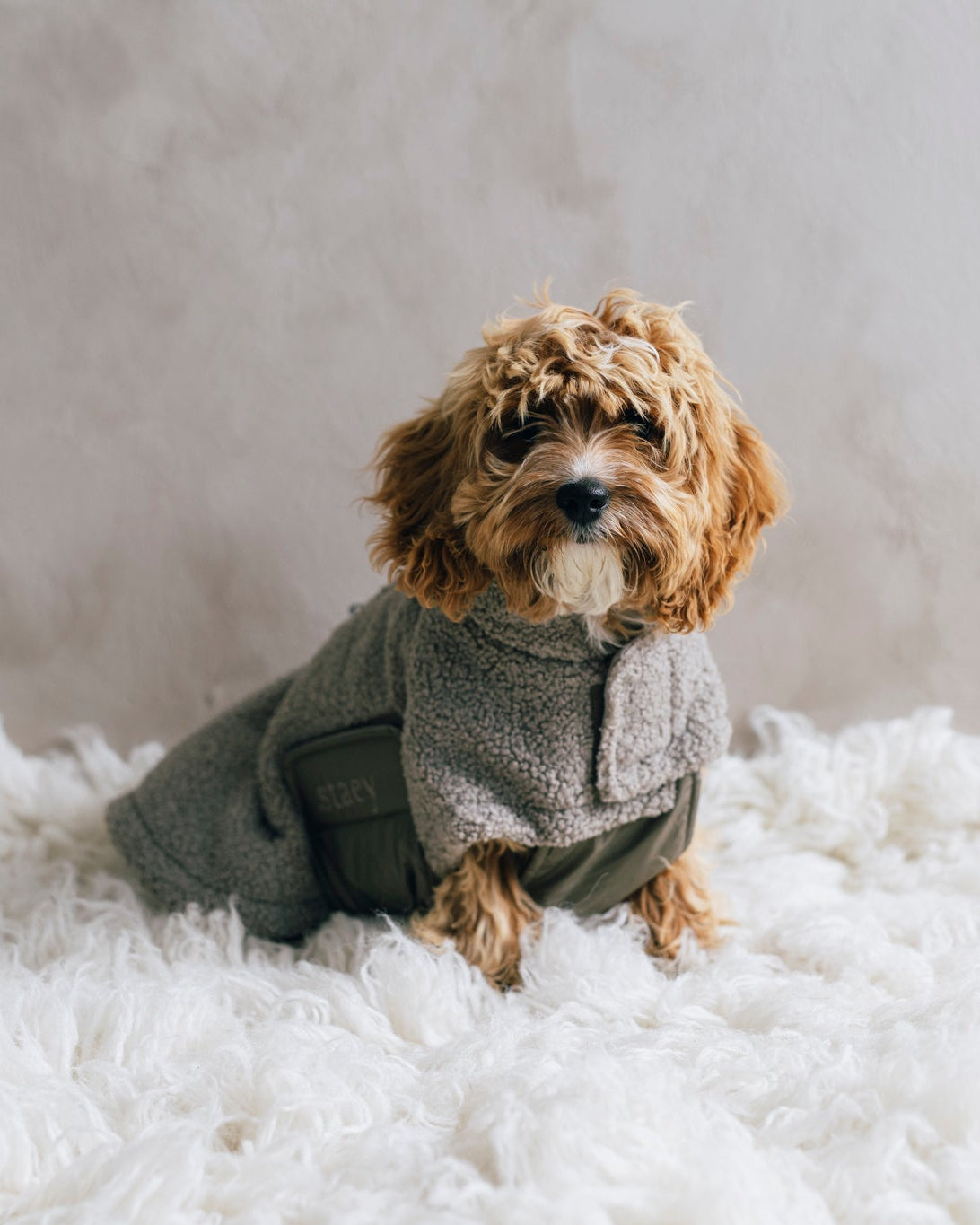 Teddy Hundjacka
