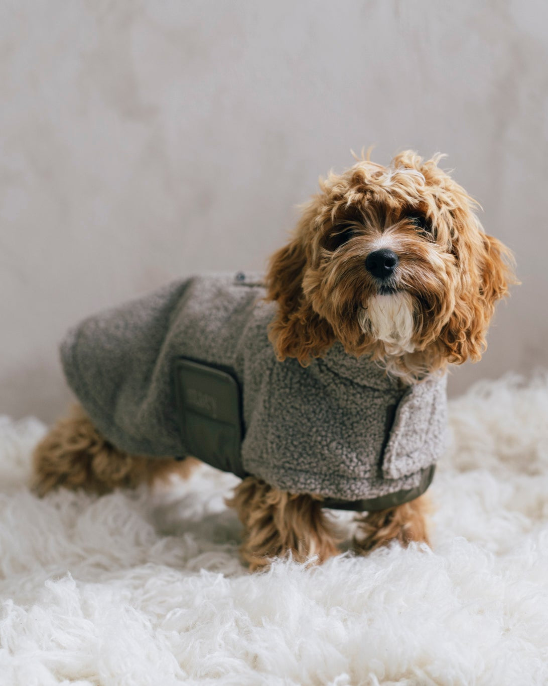Teddy Hundjacka