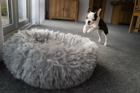 Guide för nya hundägare