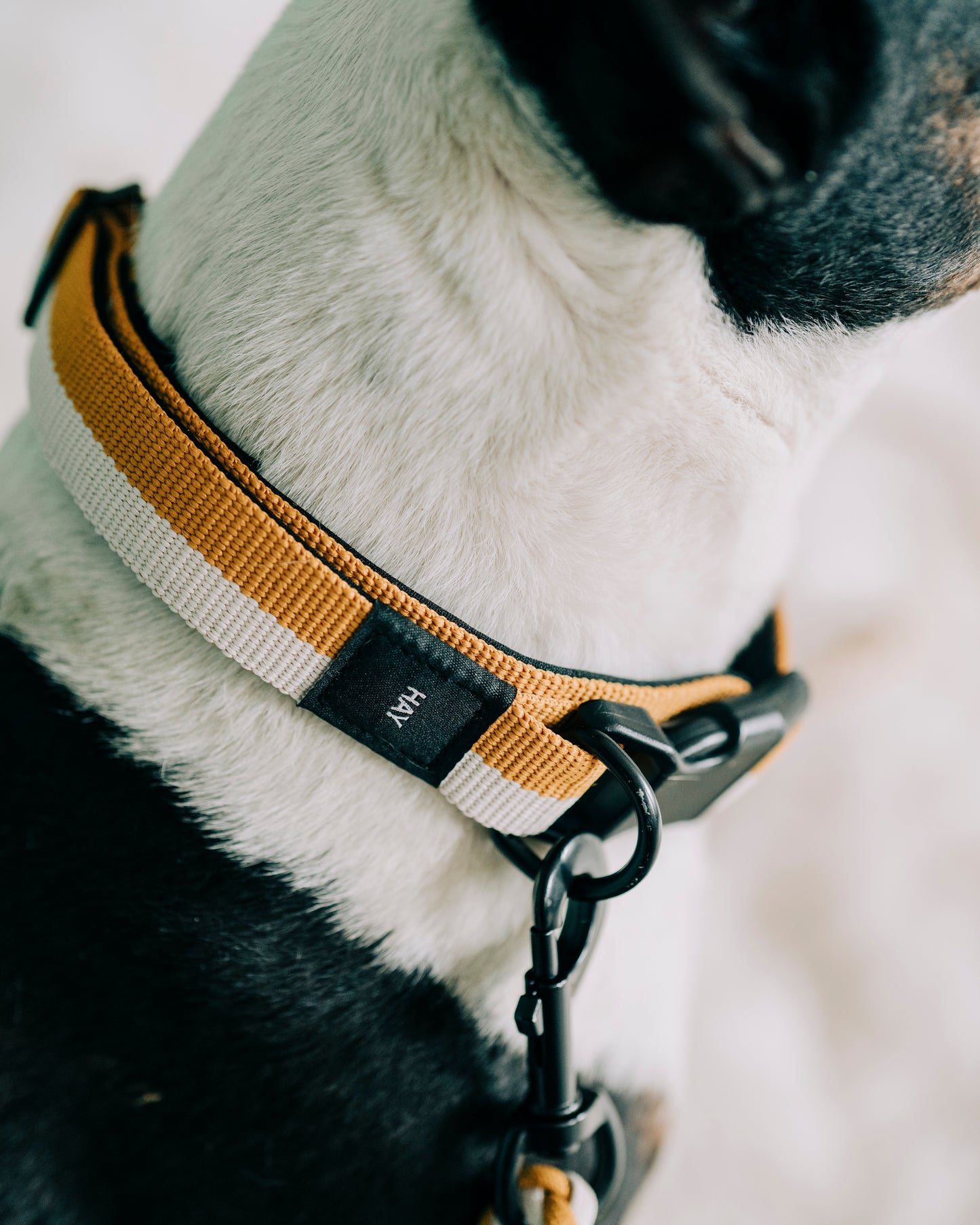 HAY - Halsband