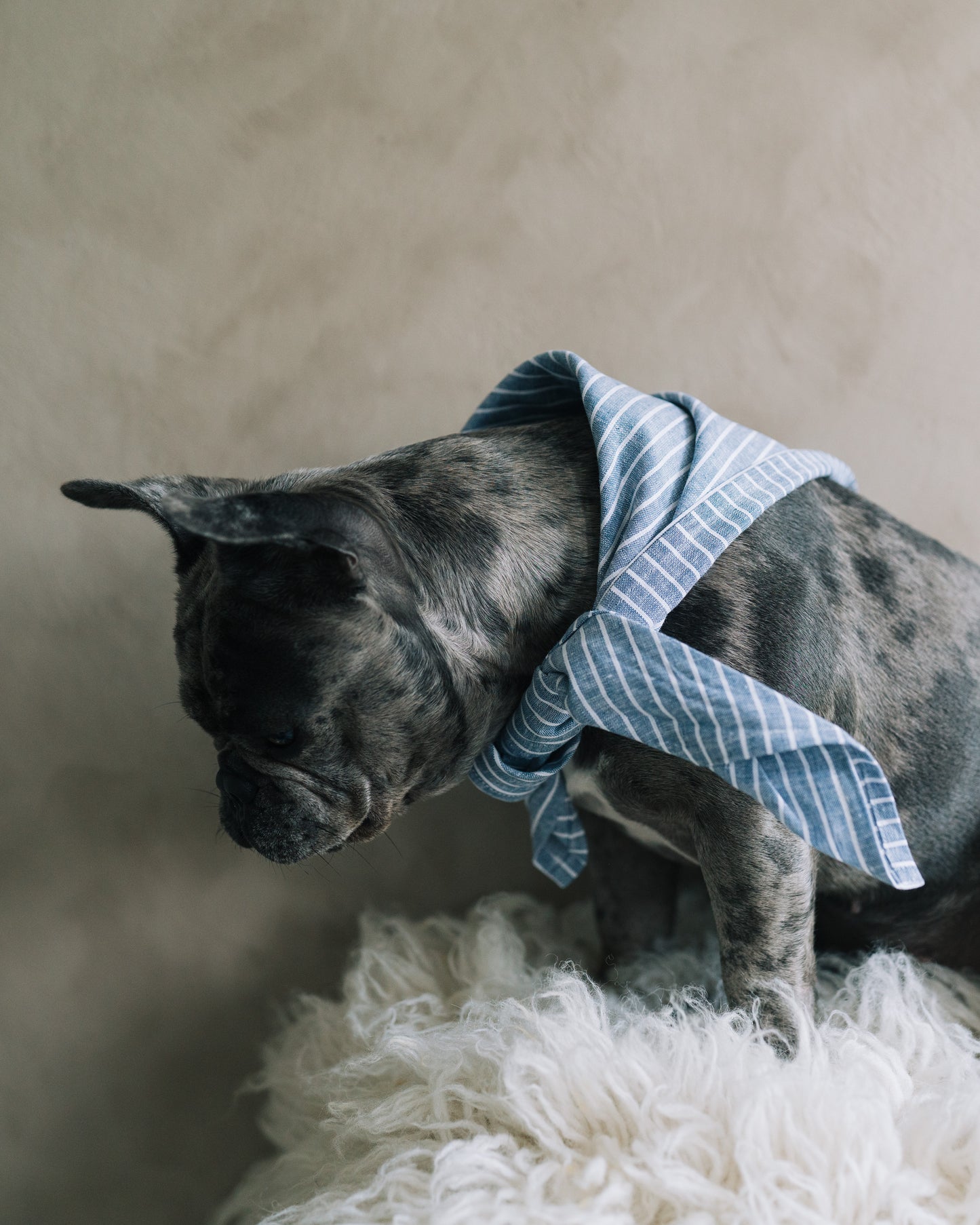Hundscarf Österlen – Blå och Vitrandig Marin Stil