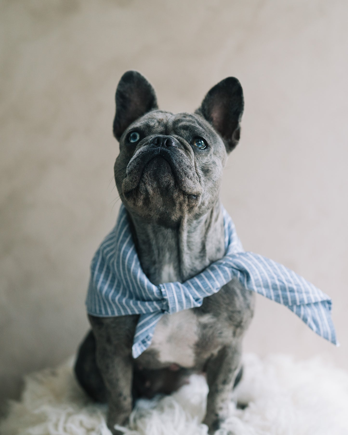 Hundscarf Österlen – Blå och Vitrandig Marin Stil
