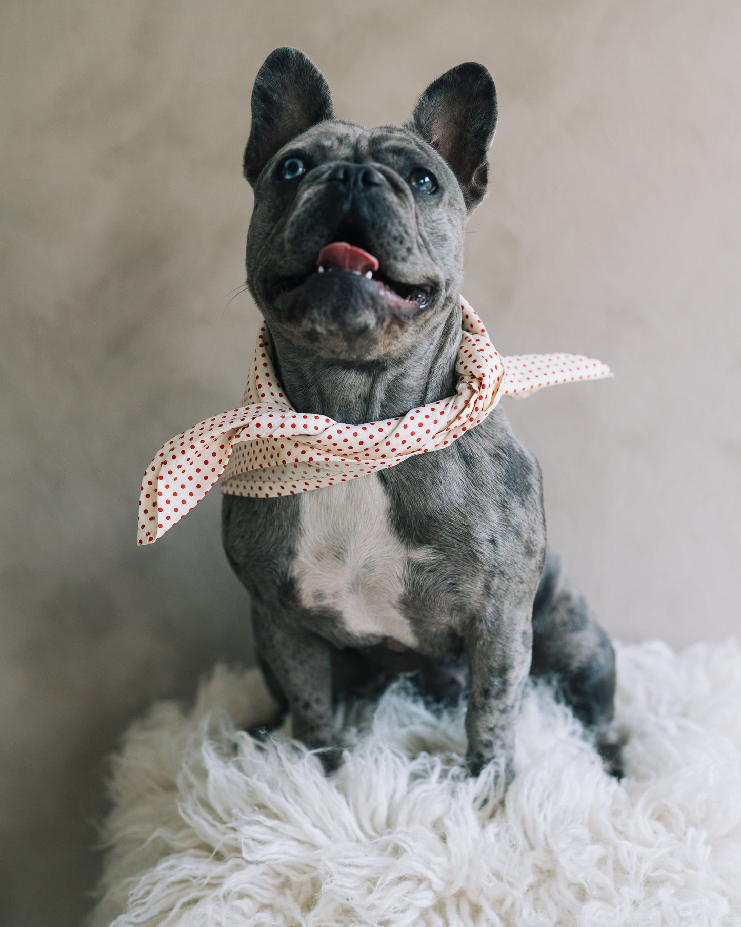 Hundscarf Österlen - Beige med Röda Prickar