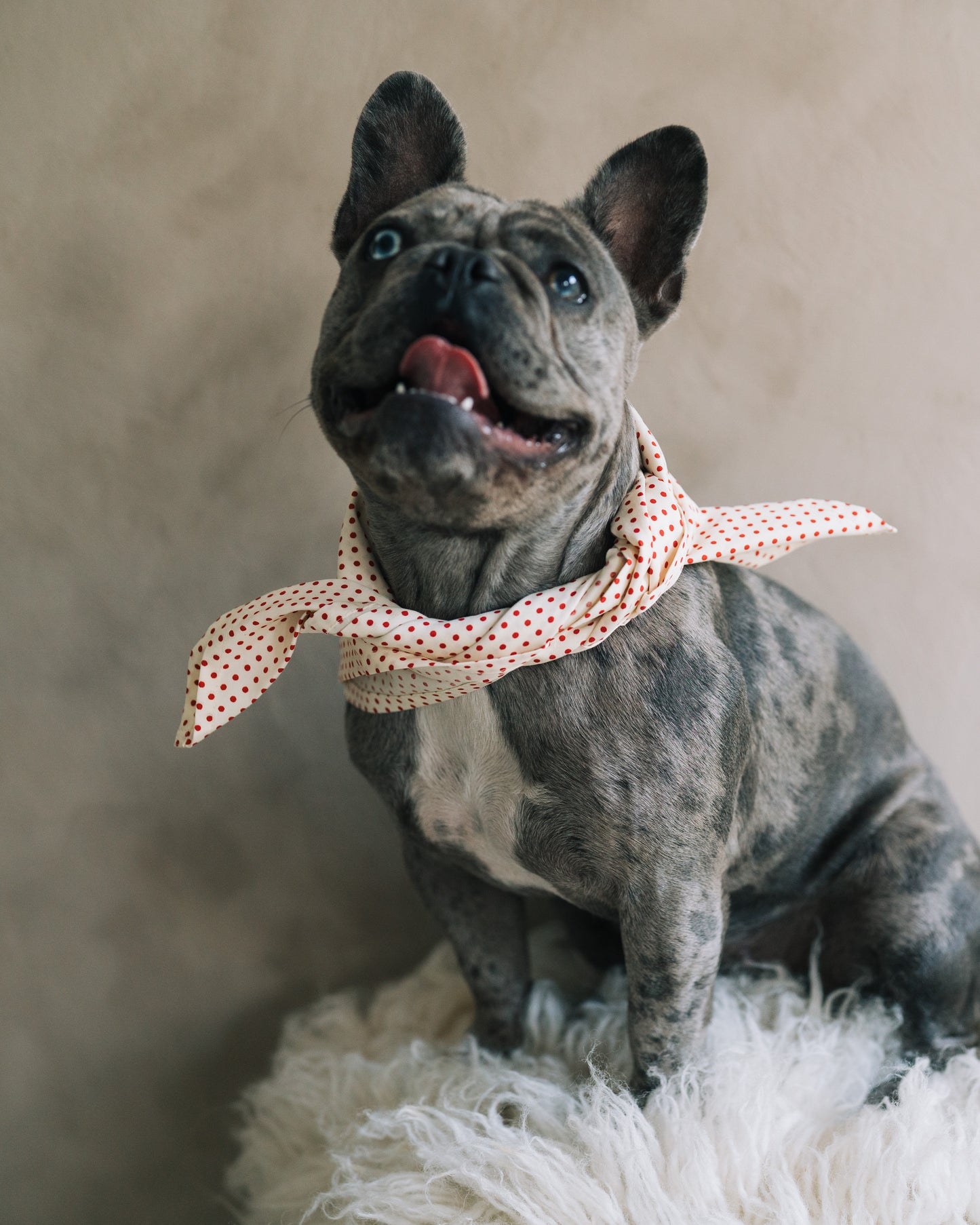 Hundscarf Österlen - Beige med Röda Prickar