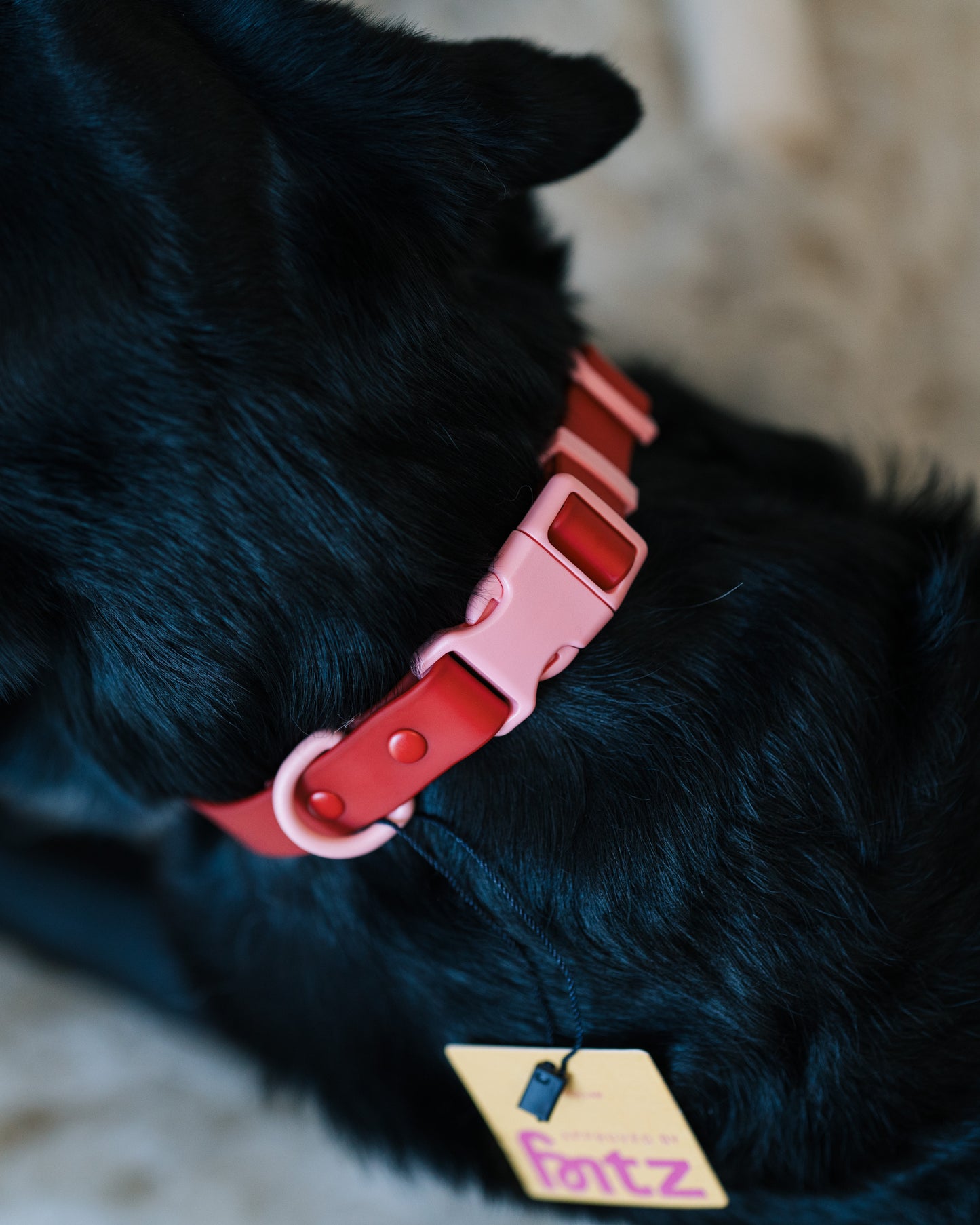 Fritz halsband