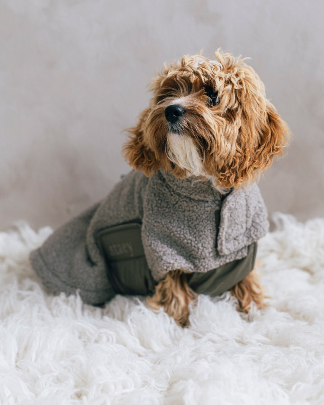 Teddy Hundjacka