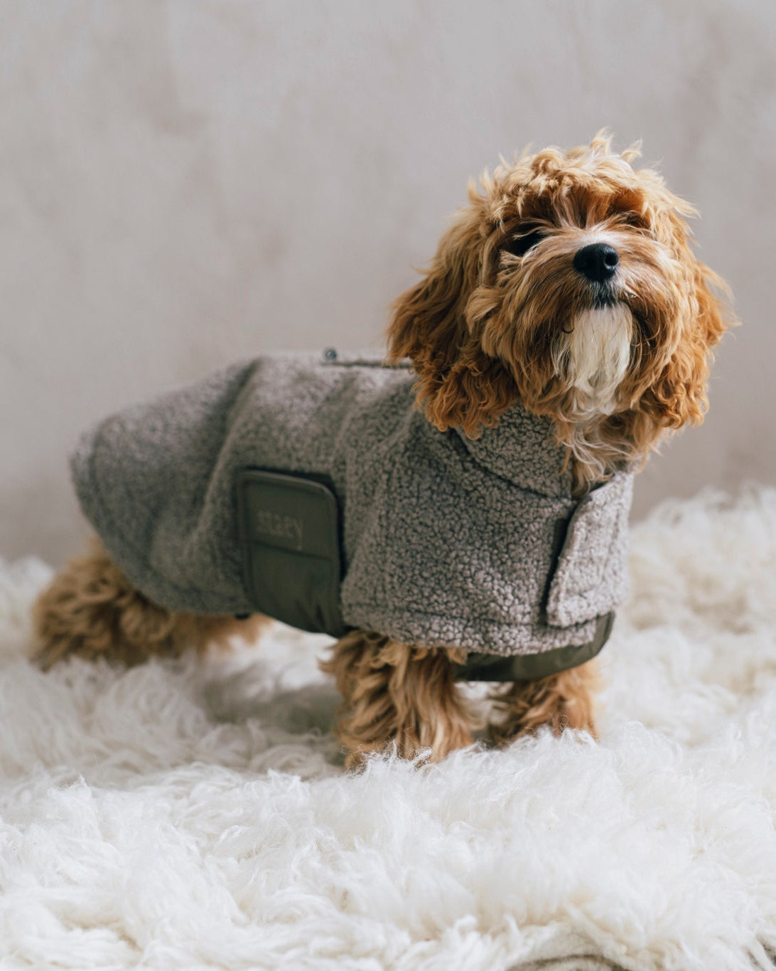 Teddy Hundjacka