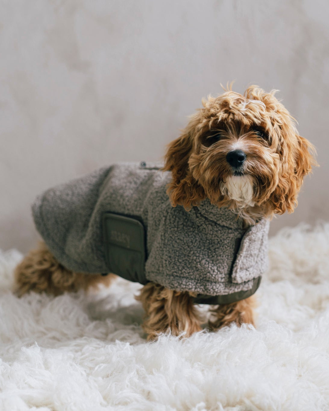 Teddy Hundjacka
