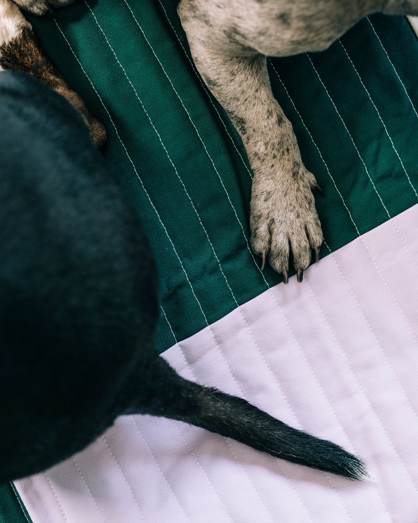 HAY - Hundfilt